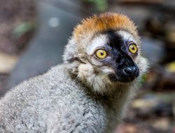 20210511004629 Masoala National Park bamboo lemur